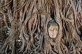 Ayutthaya, Thailand. Wat Mahathat, ancient Buddha head embraced by the roots of a bhodi tree near the entrance at the east of the main prang. 